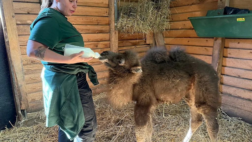 Das-Trampeltierjunge-entwickelt-sich-nach-Angaben-des-Zoos-zufriedenstellend