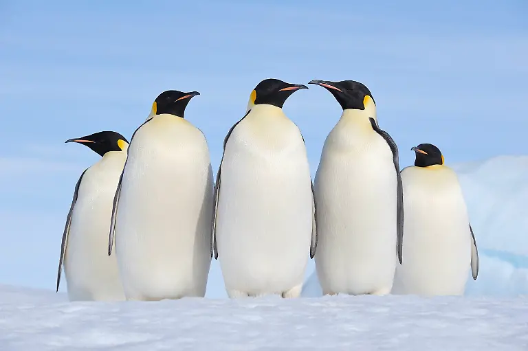 Creative-Highlights-World-Group-of-adult-emperor-penguins-on-Snow-Hill-Island-Antarctica