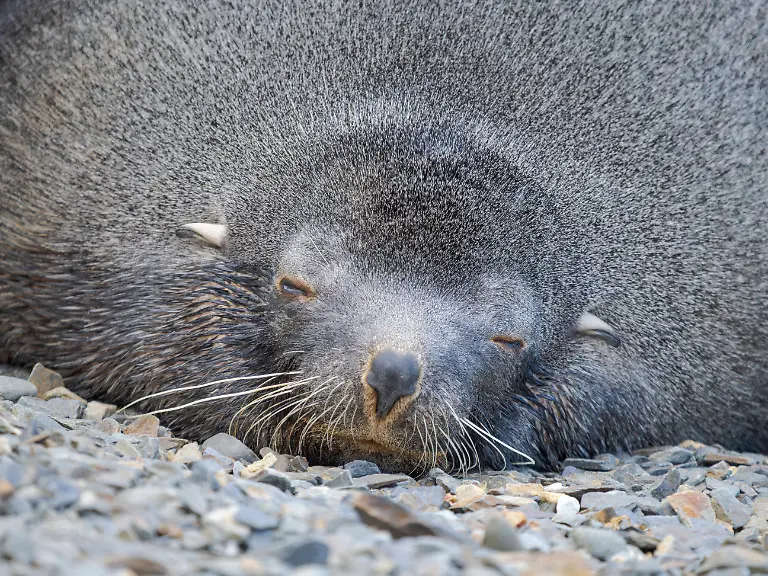Antarctic-fur-seal-bull-on-a-beach-on-the-island-of-South-Georgia-Grytviken-PUBLICATIONxNOTxINxUSAxCANxMEX-Copyright-xMartinxZwickx-x-AN02-MZW1100
