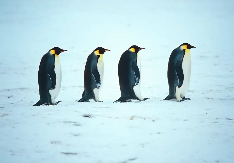 Kaiserpinguin-Kaiser-Pinguin-Aptenodytes-forsteri-spazieren-in-Reihe-durch-den-Schnee-Antarktis-Emperor-penguin-Aptenodytes-forsteri-walking-through-the-snow-one-behind-the-other-Antarctica-BLW054289