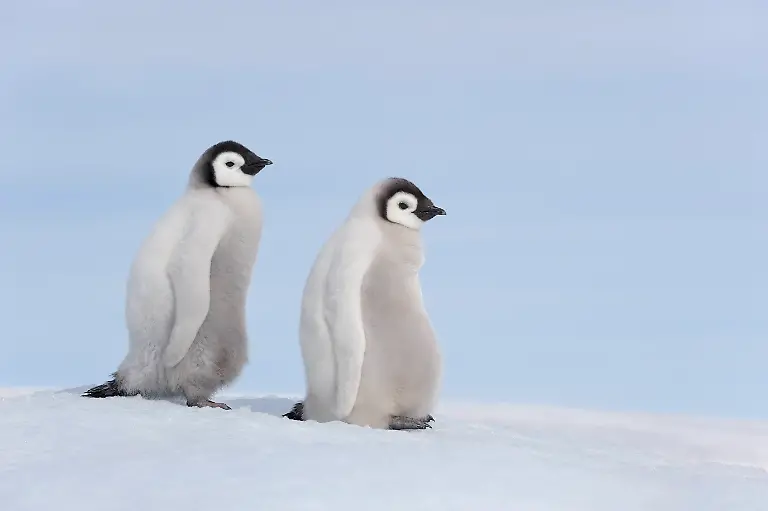 Emperor-penguin-chicks-standing-together-on-snowy-Antarctica-RUEF04826
