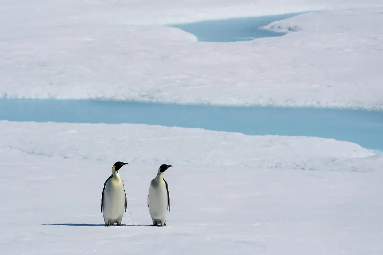 Kaiserpinguin-Paar-Aptenodytes-forsteri-auf-dem-Meereis-Larsen-B-Schelfeis-Weddellmeer-Antarktis-Emperor-penguin-Aptenodytes-forsteri-pair-on-sea-ice-Larsen-B-Ice-Shelf-Weddell-Sea-Antarctica-Copyright-imageBROKER-SergioxPitamitz-ibleca13619314