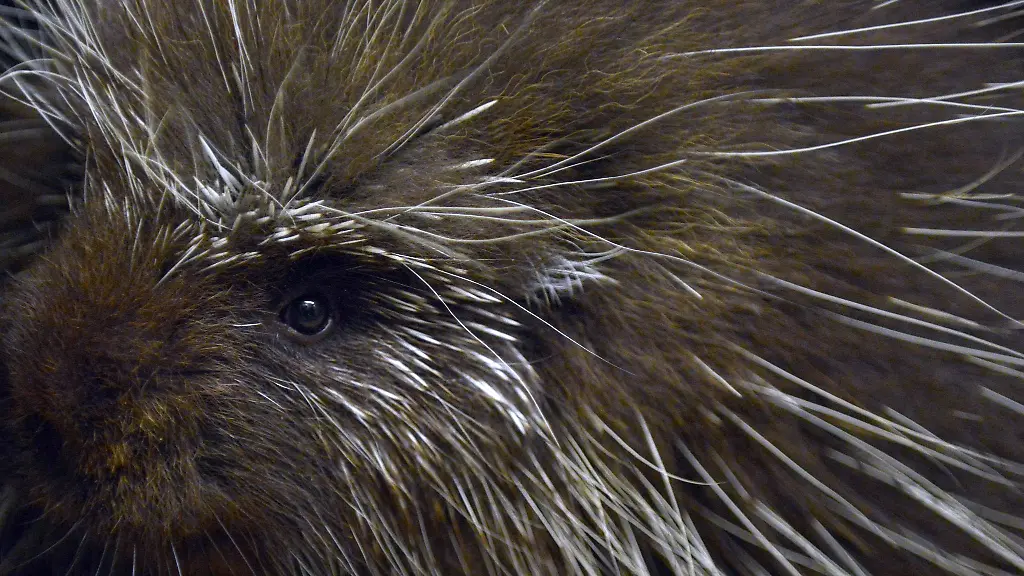 Baumstachler-koennen-unmittelbar-nach-der-Geburt-schon-klettern