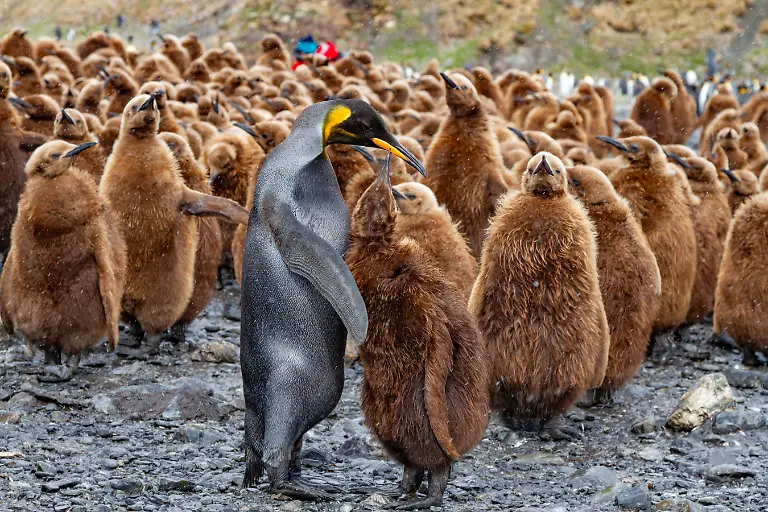 A-rare-melanistic-king-penguin-Aptenodytes-patagonicus-feeding-its-okum-boy-chick-at-Fortuna-Bay-South-Georgia-Island-Polar-Regions-Copyright-MichaelxNolan-1112-9448-RECORD-DATE-NOT-STATED