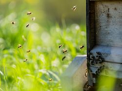 Nordrhein-Westfalen: Ungespülte Honiggläser gefährden Bienen