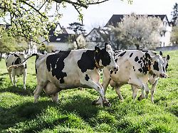 Nordrhein-Westfalen: Mehr als die Hälfte der Kühe darf auf die Weide