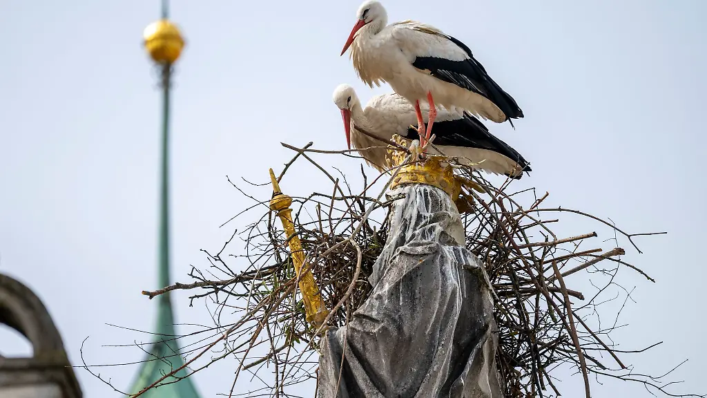 Die-Stoerche-wollen-auf-dem-Haupt-der-Mutter-Gottes-ihr-Nest-bauen