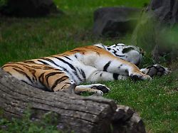 Sachsen-Anhalt: Tiergarten Stendal schläfert Tigerin nach Krankheit ein