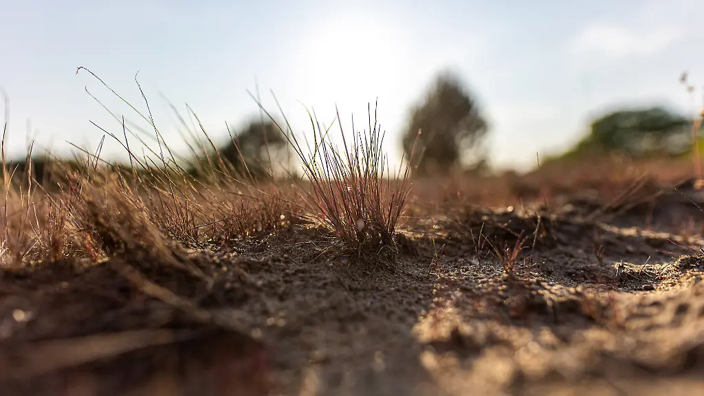 Vertrocknete-Landschaft-in-einem-ehemaligen-Uebungsgebiet-des-Militaer-am-28-Mai-2023-bei-Luckenwalde-in-Brandenburg-Das-Risiko-fuer-Waldbraende-ist-in-munitionsbelasteten-Gebieten-extrem-hoch