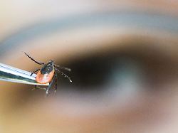 Rheinland-Pfalz & Saarland: Zecken zunehmend ganzjährig aktiv – auch neue Arten dabei