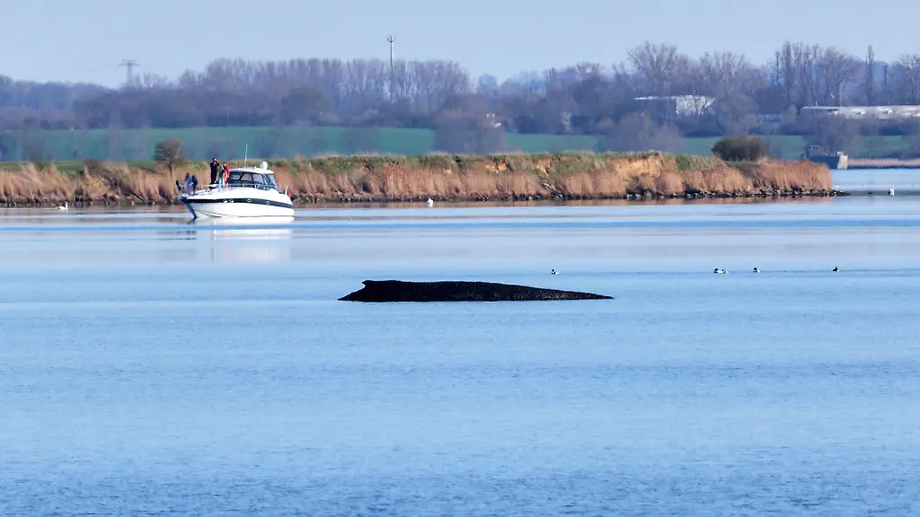 Der-Buckelwal-liegt-am-Nachmittag-noch-immer-vor-der-Insel-Poel-Die-Rettungsversuche-fuer-den-vor-Wismar-erneut-gestrandeten-Wal-werden-eingestellt-Das-Tier-solle-an-seinem-jetzigen-Liegeplatz-in-Ruhe-gelassen-werden-sagte-Mecklenburg-Vorpommerns-Umweltminister-Backhaus