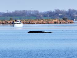 Aus der Schmoll-Ecke: Der Wolf, der Wal und das Walversprechen