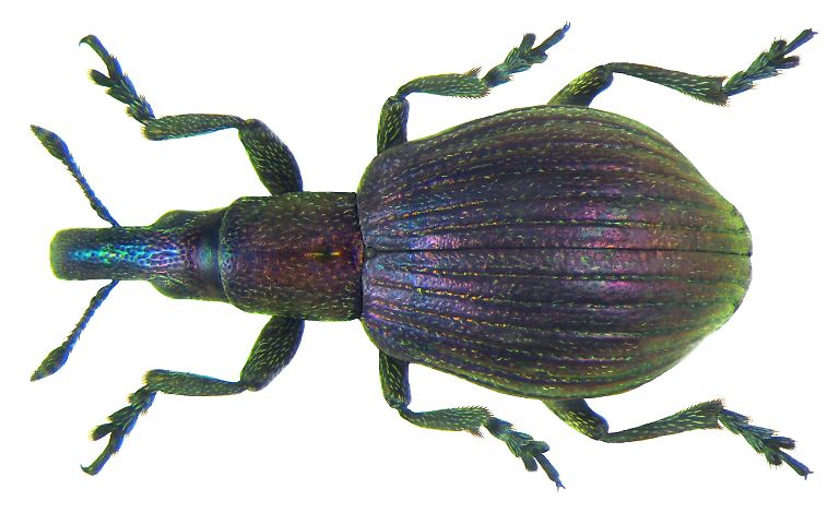 Pseudaplemonus_limonii_(Kirby,_1808)_(7446704030)