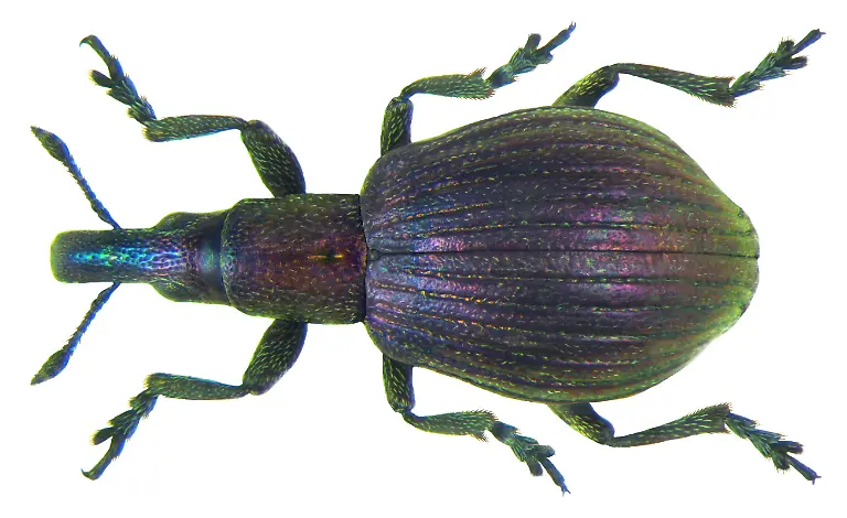 Pseudaplemonus_limonii_(Kirby,_1808)_(7446704030)