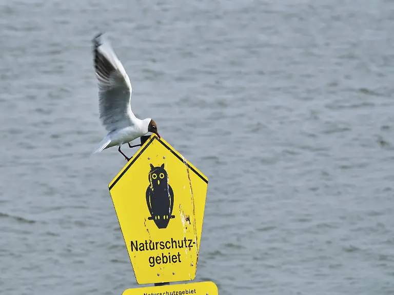 Lachmoewe-Chroicocephalus-ridibundus-im-Flug-Eider-Sperrwerk-Nationalpark-Wattenmeer-Schleswig-Holstein-Deutschland