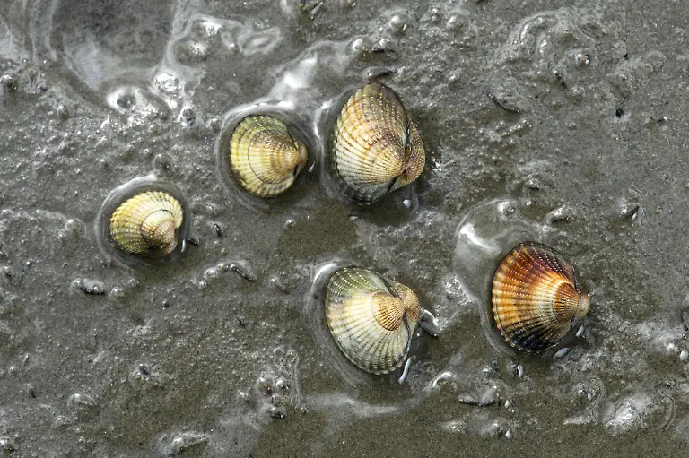 Gemeine-Herzmuscheln-Cerastoderma-edule-Wattenmeer-Schleswig-Holstein-Deutschland-Common-cockles-Cerastoderma-edule-Wadden-Sea-Schleswig-Holstein-Germany