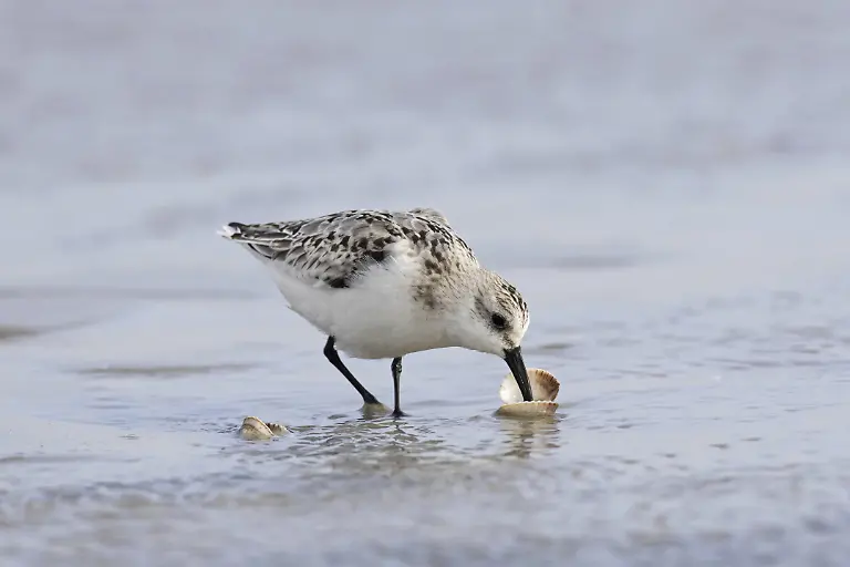 Sanderling-Calidris-alba-im-Winterkleid-beim-Oeffnen-und-Fressen-von-Herzmuscheln-und-Muscheln-am-Strand