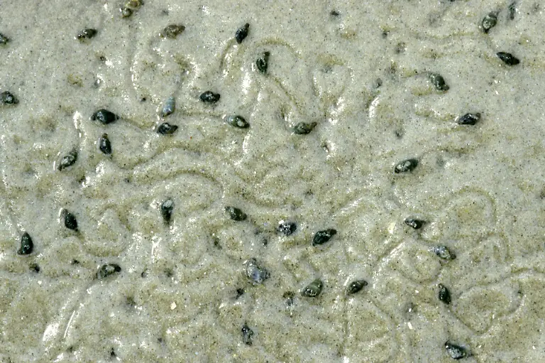 DEU-2005-Gemeine-Wattschnecken-Hydrobia-ulvae-wandern-auf-dem-Wattboden-umher-und-fressen-Algen-en-Laver-Spire-Snail-Laver-Mud-Snail-Hydrobia-ulvae-wandering-around-on-tidal-mud-flat-and-feeding-on-algae-DEU-2005-Laver-Spire-Snail-Laver-Mud-Snail-Hydrobia-ulvae-wandering-around-on-tidal-mud-flat-and-feeding-on-algae