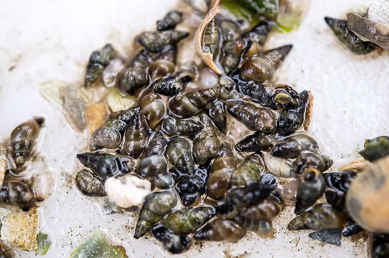 Die-Wattschnecke-ist-eine-von-vielen-Arten-im-Wattenmeer