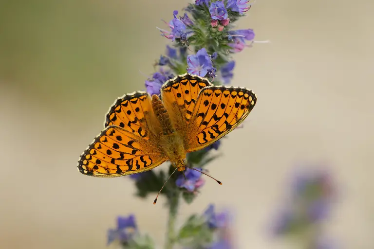 Stiefmuetterchen-Perlmutterfalter-Stiefmuetterchenperlmutterfalter-Mittlerer-Perlmuttfalter-Argynnis-niobe-Fabriciana-niobe-sitzt-mit-geoeffneten-Fluegeln-auf-Natternkopf-Aufsicht-Frankreich-Mercantour-Nationalpark-niobe-fritillary-Argynnis-niobe-Fabriciana-niobe-sitting-with-opened-wings-on-bugloss-view-from-above-France-Mercantour-National-Park