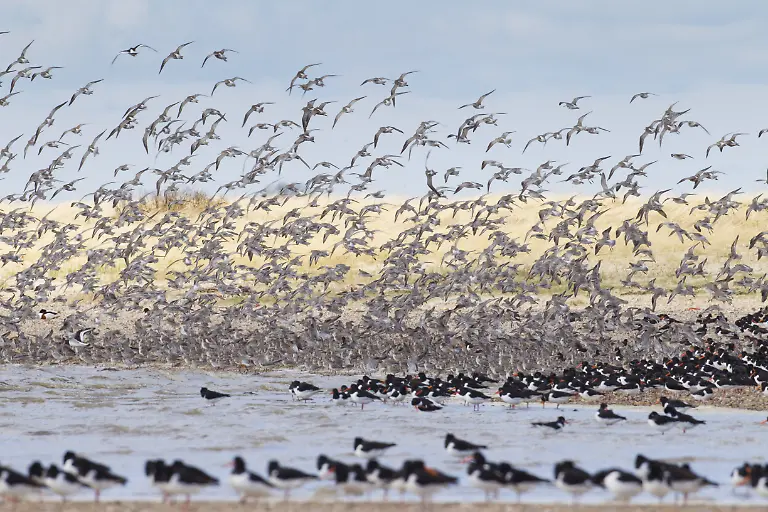 Bar-tailed-Godwit-flock-in-flight-Germany-PUBLICATIONxINxGERxSUIxAUTxONLY-Copyright-Sven-ErikxArndt-12010401