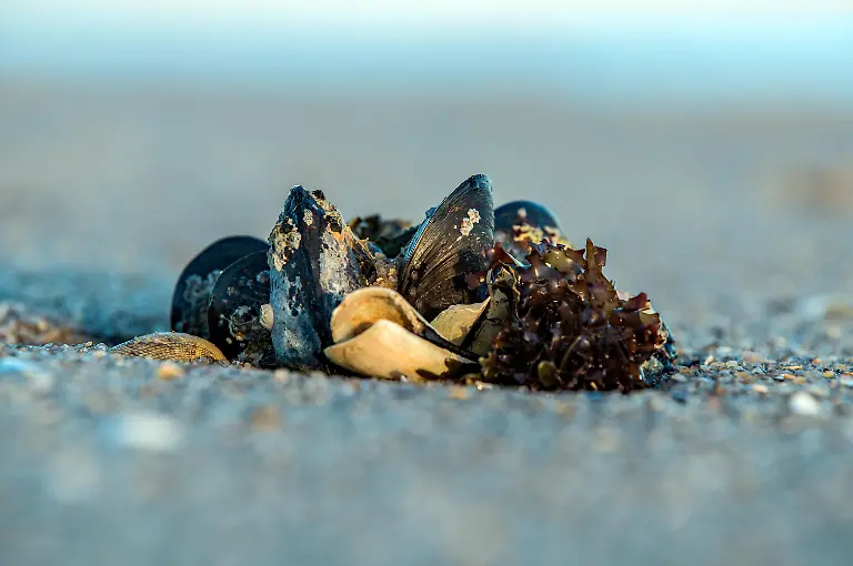 Muscheln-am-Ufer
