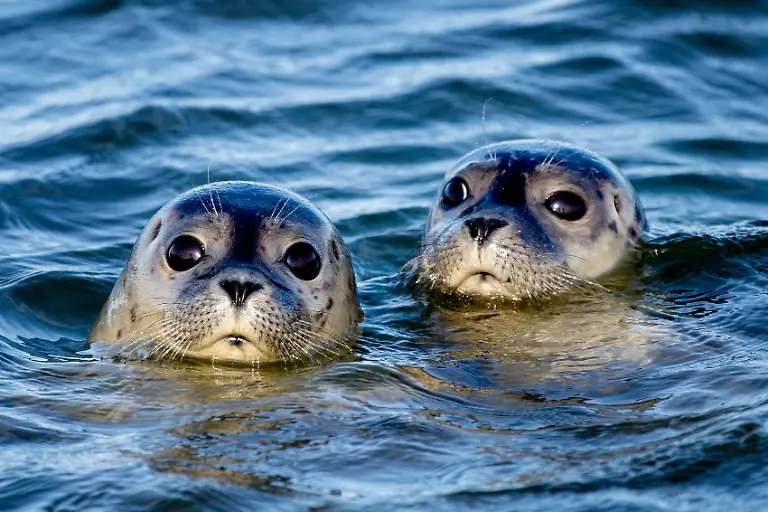 Zwei-Seehunde-schwimmen-am-Ostende-der-Insel-Juist-in-der-Nordsee