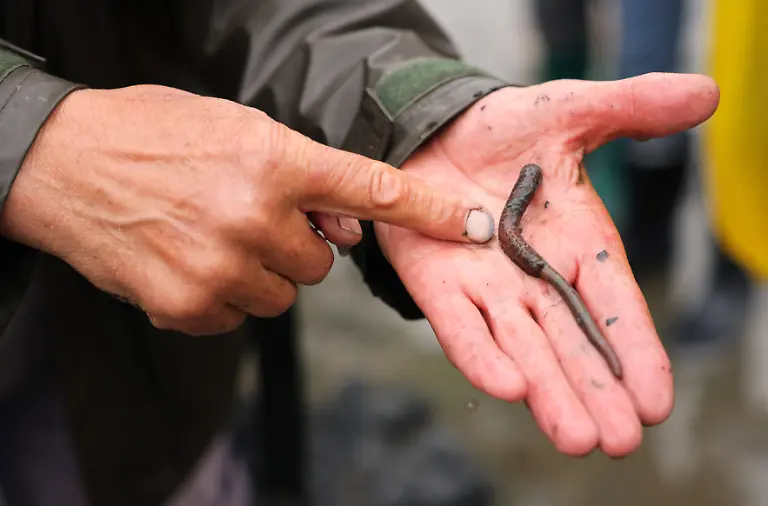 Walther-Petersen-Andresen-Dagebueller-Nationalpark-Wattfuehrer-und-Biologe-zeigt-einen-Wattwurm-bei-einer-Wattwanderung-vor-Dagebuell