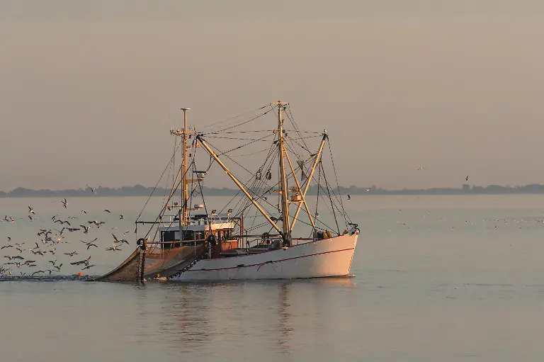 Fischkutter-mit-Schleppnetz-in-der-Abenddaemmerung-auf-der-Nordsee-begleitet-von-einem-Moewenschwarm-Buesum-Schleswig-Holstein-Deutschland