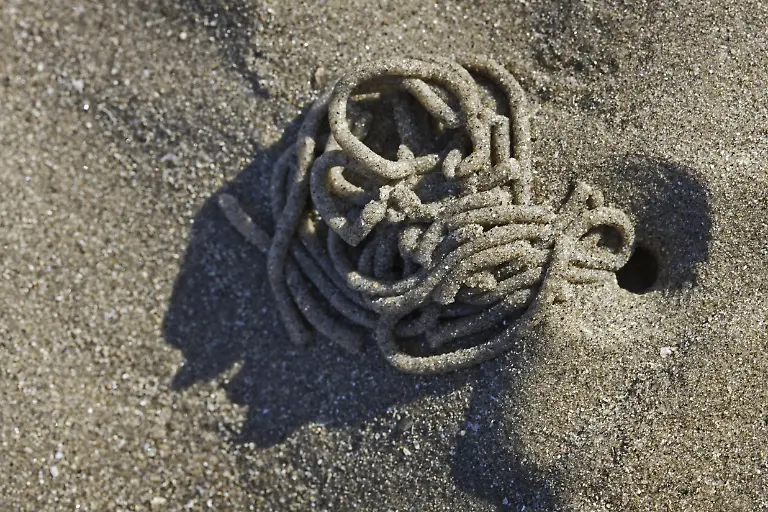 Europaeischer-Wattwurm-Arenicola-marina-Abdruck-von-defaekiertem-Sediment-Nordsee-Belgien-Europa