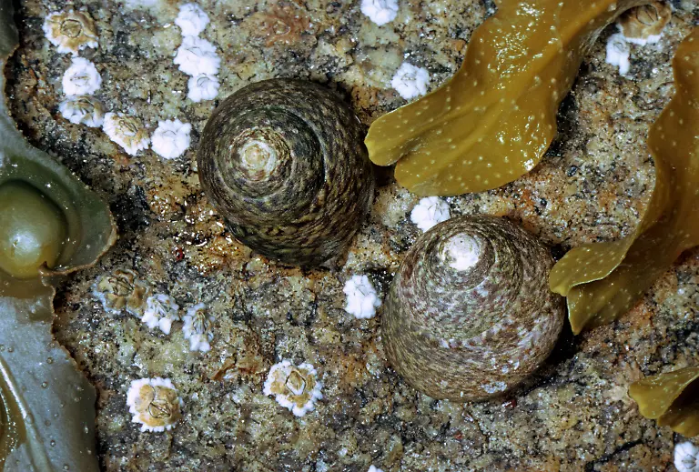 Gestrichelte-Buckelschnecke-Monodonta-lineata-zwei-Exemplare-an-einem-Felsen-zwischen-Algen-lined-topsnail-lined-top-shell-toothed-top-shell-thick-top-shell-Monodonta-lineata-two-exemplars-at-a-rock-among-algae