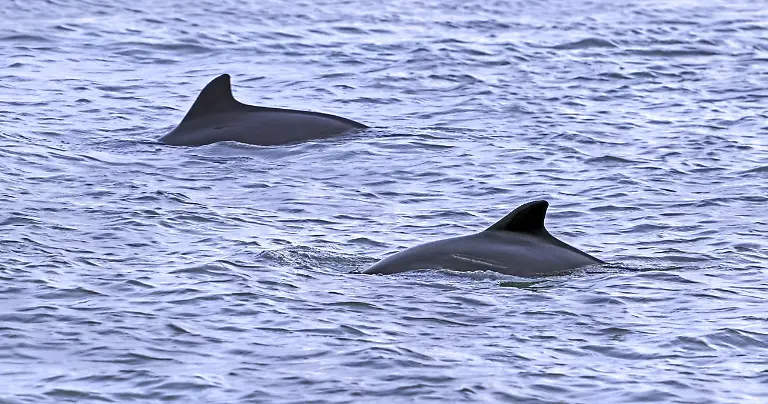 Zwei-Gewoehnliche-Schweinswale-Phocoena-phocoena-zeigen-ihre-dreieckige-Rueckenflosse-beim-Auftauchen-an-der-Nordseekueste