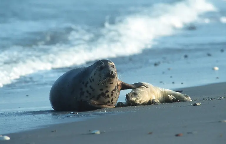 Kegelrobbe-Halichoerus-grypus-Mutter-mit-Jungtier-Deutschland-Wattenmeer-NP-gray-seal-Halichoerus-grypus-mother-with-young-Germany