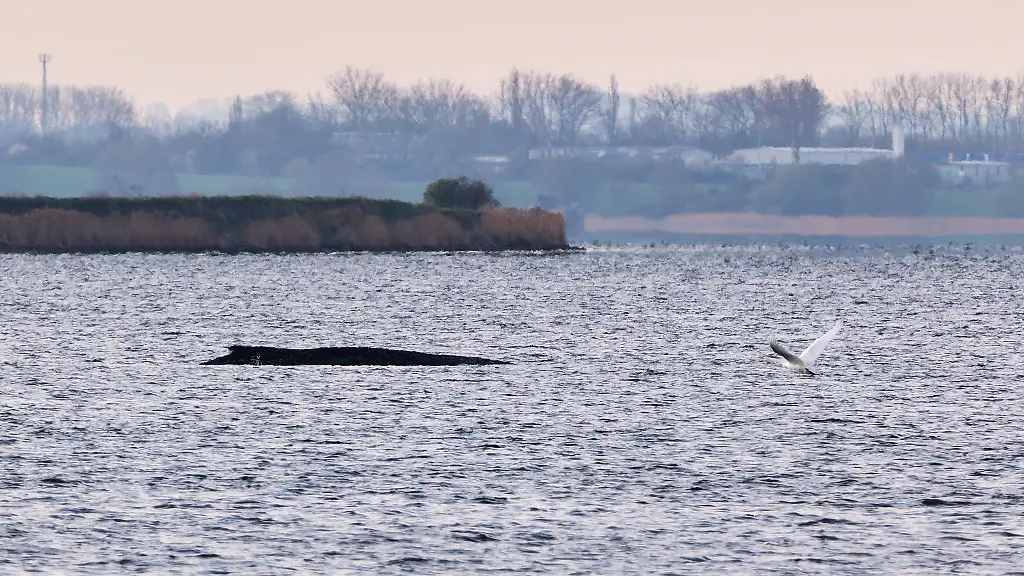 Auch-am-Freitagmorgen-bleibt-die-Lage-des-vor-der-Insel-Poel-gestrandeten-Buckelwals-unveraendert