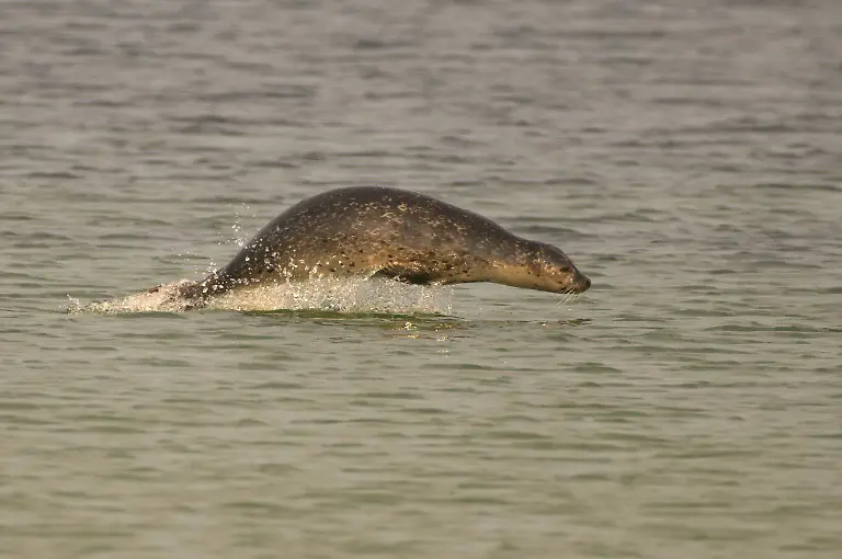 Seehund-See-Hund-Phoca-vitulina-springt-im-Wasser-Deutschland-Schleswig-Holstein-Helgoland-harbor-seal-common-seal-Phoca-vitulina-springing-in-water-Germany-Schleswig-Holstein-Heligoland