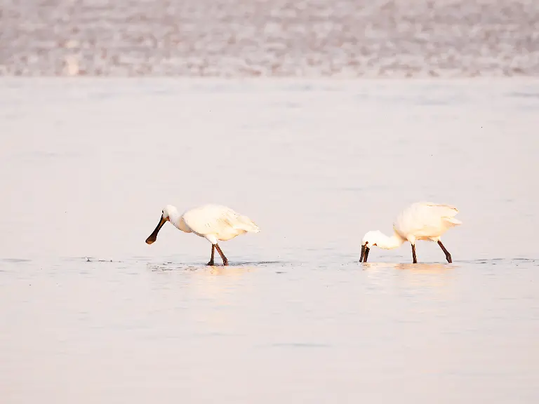 Two-white-spoonbills-foraging-in-shallow-waters-at-low-tide-on-the-Wadden-Sea-near-Den-Oever-Netherlands