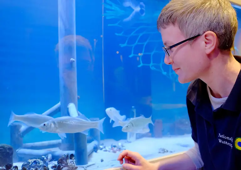 Eine-Mitarbeiterin-des-Nationalparkhauses-betrachtet-am-26-02-2015-in-dem-neuen-Nationalparkhaus-auf-Norderney-Niedersachsen-ein-Aquarium-das-eine-Offshore-Struktur-verdeutlicht-Das-Erlebniszentrum-WattWelten-hat-600-Quadratmeter-Ausstellungsflaeche-und-praesentiert-nach-der-Eroeffnung-am-27-02-2015-Themen-rund-um-das-Weltnaturerbe-Wattenmeer-Foto-Hans-Christian-Woeste-dpa-zu-lni-Neues-Nationalparkhaus-zeigt-Konfliktthemen-vom-27-02