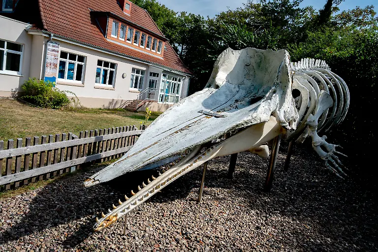 05-09-2022-Niedersachsen-Wangerooge-Das-Skelett-eines-im-Januar-2016-am-Ostende-der-Insel-gestrandeten-Pottwals-steht-vor-dem-Nationalparkhaus-im-Ortskern-auf-der-Insel
