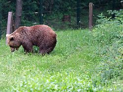 Mecklenburg-Vorpommern: Braunbärin Ida von Leiden erlöst