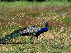 Baden-Württemberg: Tierischer Polizeieinsatz - Pfau auf der Straße