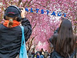 Nordrhein-Westfalen: Flohmarkt und Streetfood - Bonn feiert die Kirschblüte