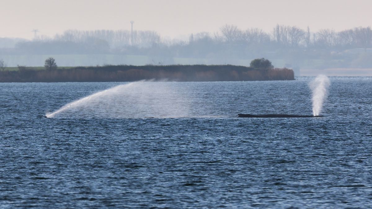 Tier liegt im Sterben: Gestrandeter Buckelwal prustet und brummt vor sich hin