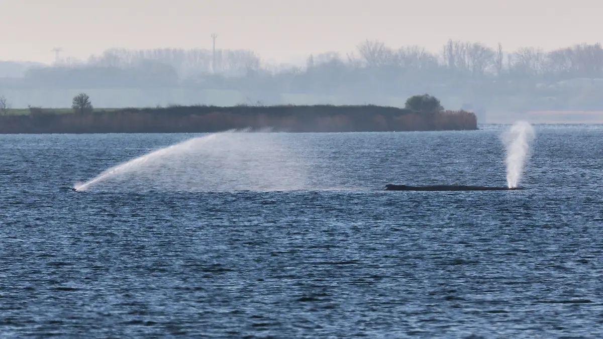 Tier liegt im Sterben: Gestrandeter Buckelwal prustet und brummt vor sich hin