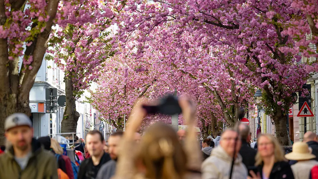 Besucher-geniessen-den-Blick-auf-die-rosa-Bluetenpracht