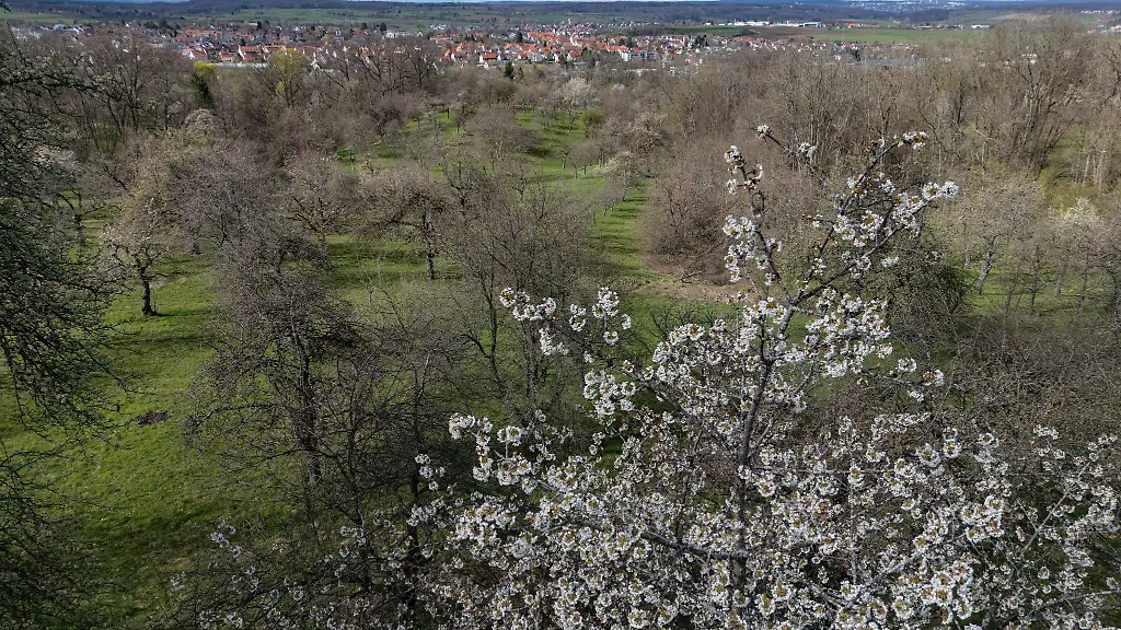 Die-Streuobstwiesen-in-Thueringen-sollen-erhalten-werden