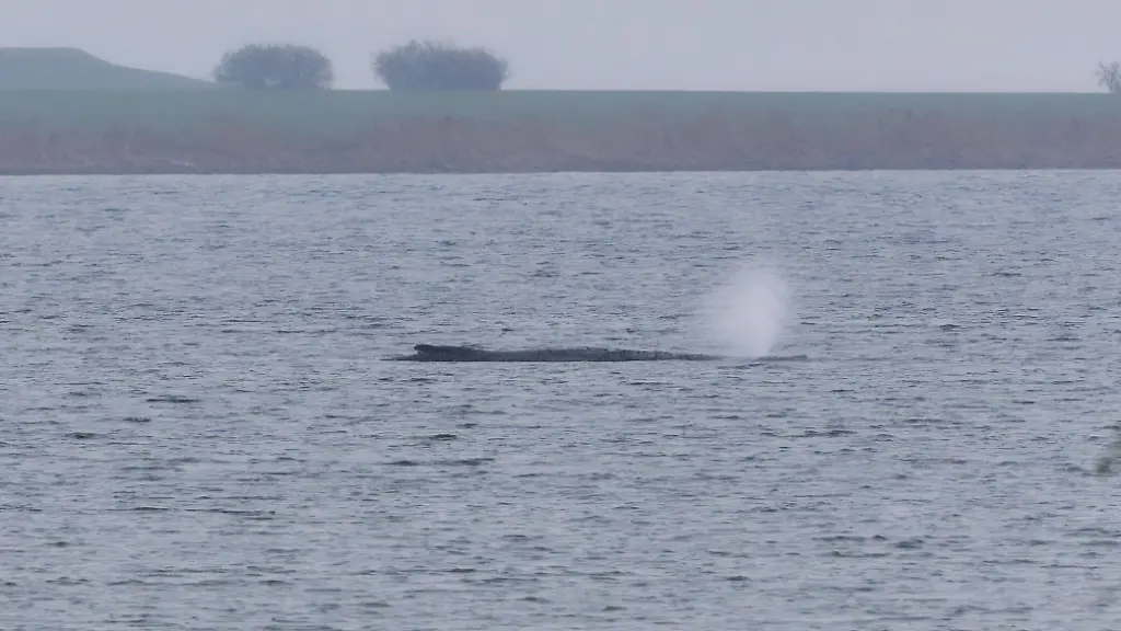 Der-Buckelwal-liegt-am-fruehen-Vormittag-noch-immer-auf-einer-Sandbank-vor-der-Insel-Poel-Seit-ueber-einer-Woche-liegt-der-rund-zwoelf-Meter-lange-Meeressaeuger-in-der-Bucht-vor-Wismar-Weitere-Rettungsversuche-sind-aufgrund-des-schlechten-Gesundheitszustands-des-Wals-nicht-geplant
