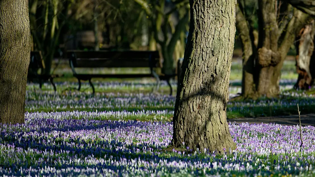 Spaziergaenger-nutzen-das-Fruehlingswetter-fuer-einen-Sonntagsspaziergang-im-Botanischen-Garten-wo-Krokusse-bluehen