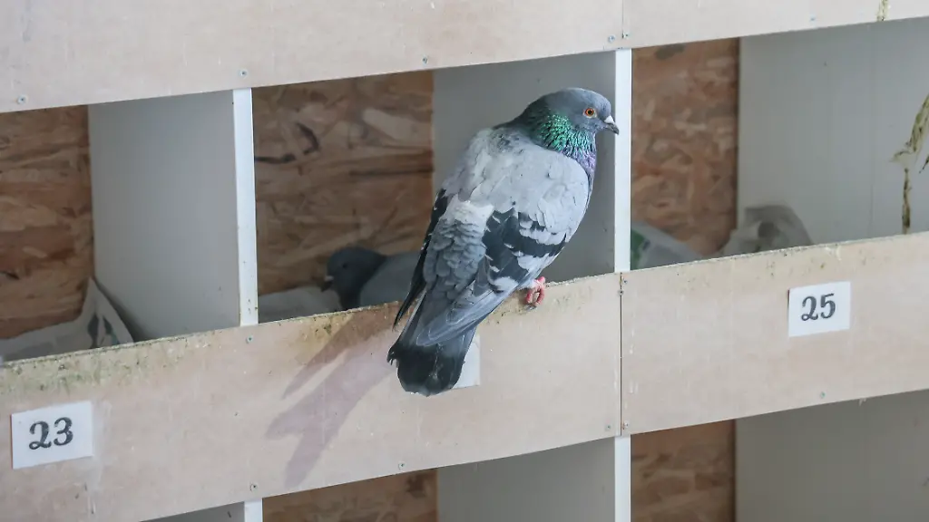 PRODUKTION-12-03-2026-Bremen-Tauben-sitzen-im-Taubenhaus-auf-der-siebten-Etage-des-Parkhauses-am-Brill-in-der-Innenstadt-von-Bremen-Der-Verein-Bremer-Taubenhaus-e-V-moechte-die-Lebensbedingungen-der-Stadttauben-in-der-Hansestadt-verbessern