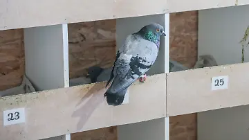 Bremer Taubenhaus auf einem Parkhausdach (1)