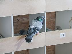 Eiertausch auf dem Parkhausdach: Was Städte für und gegen Tauben tun